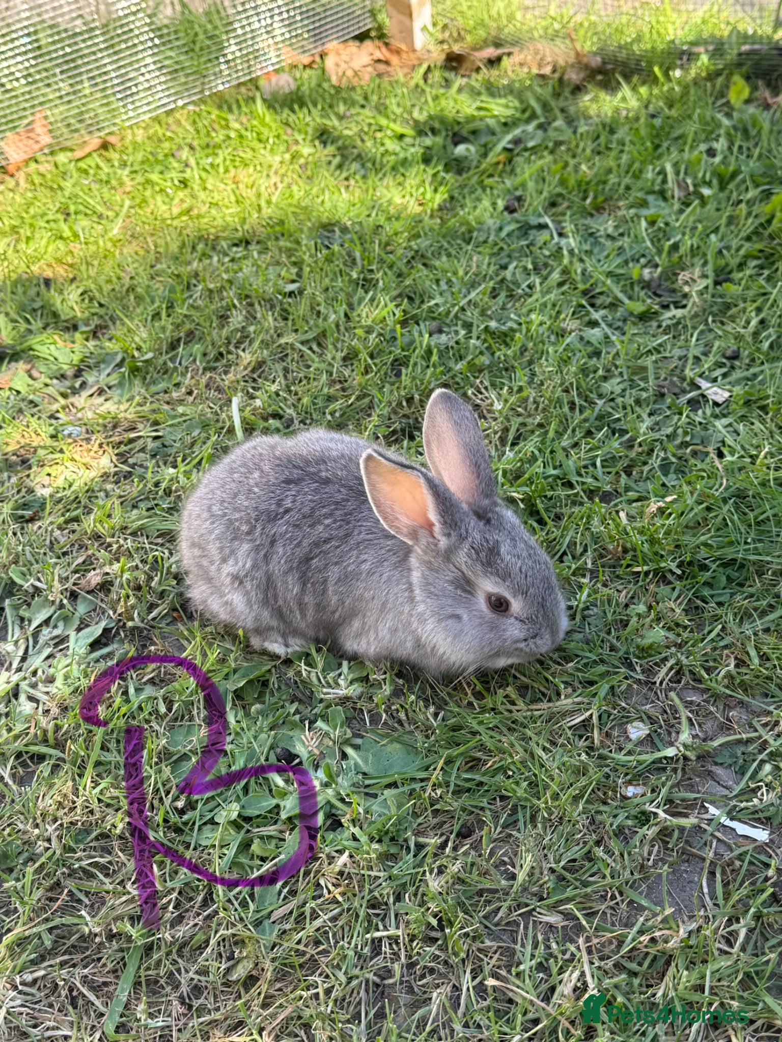 Mixed Breed rabbits 6 bunnies.boys and girls - Advert 1