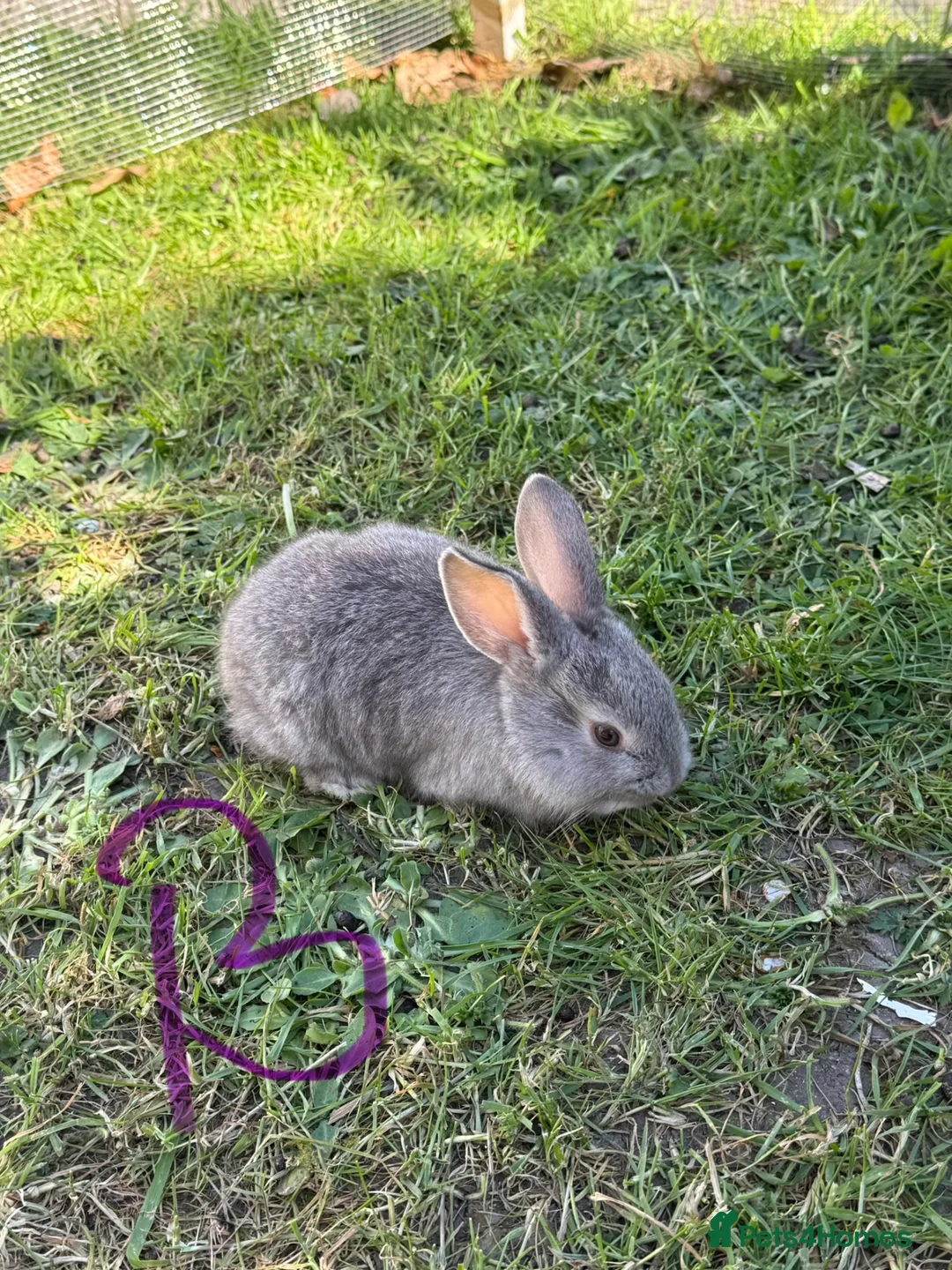 Mixed Breed rabbits for sale: 6 bunnies.boys and girls - Advert 1