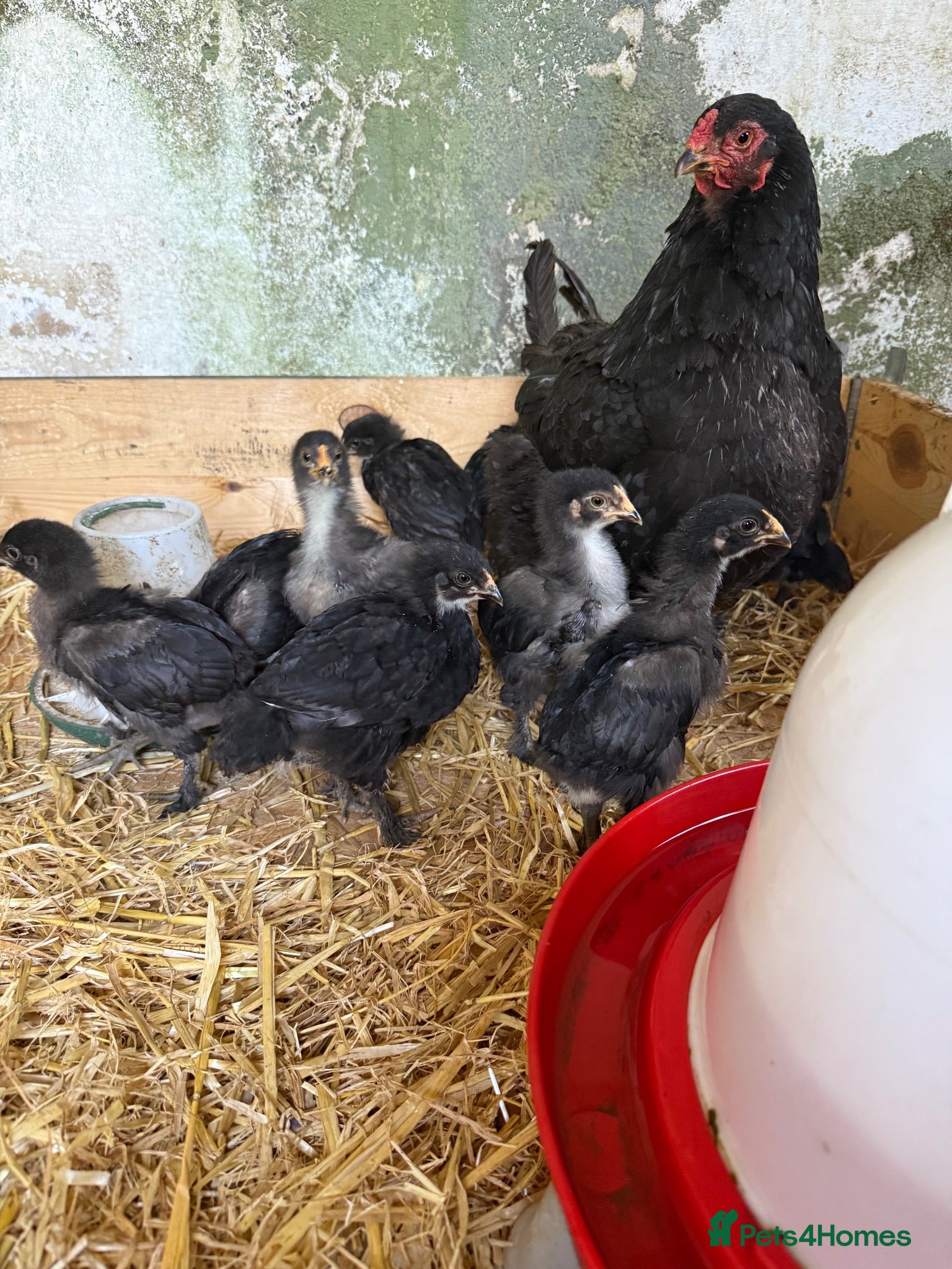 Chickens poultry for sale:     Brahma Bantam × Black Copper Marans Chicks - Advert 3