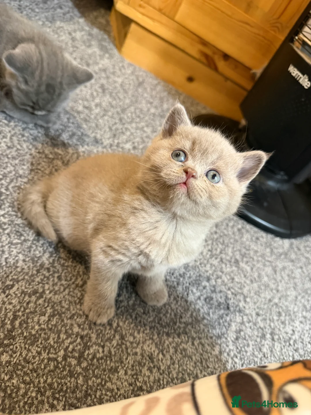British Shorthair cats for sale: Beautiful British short hairs  - Advert 2