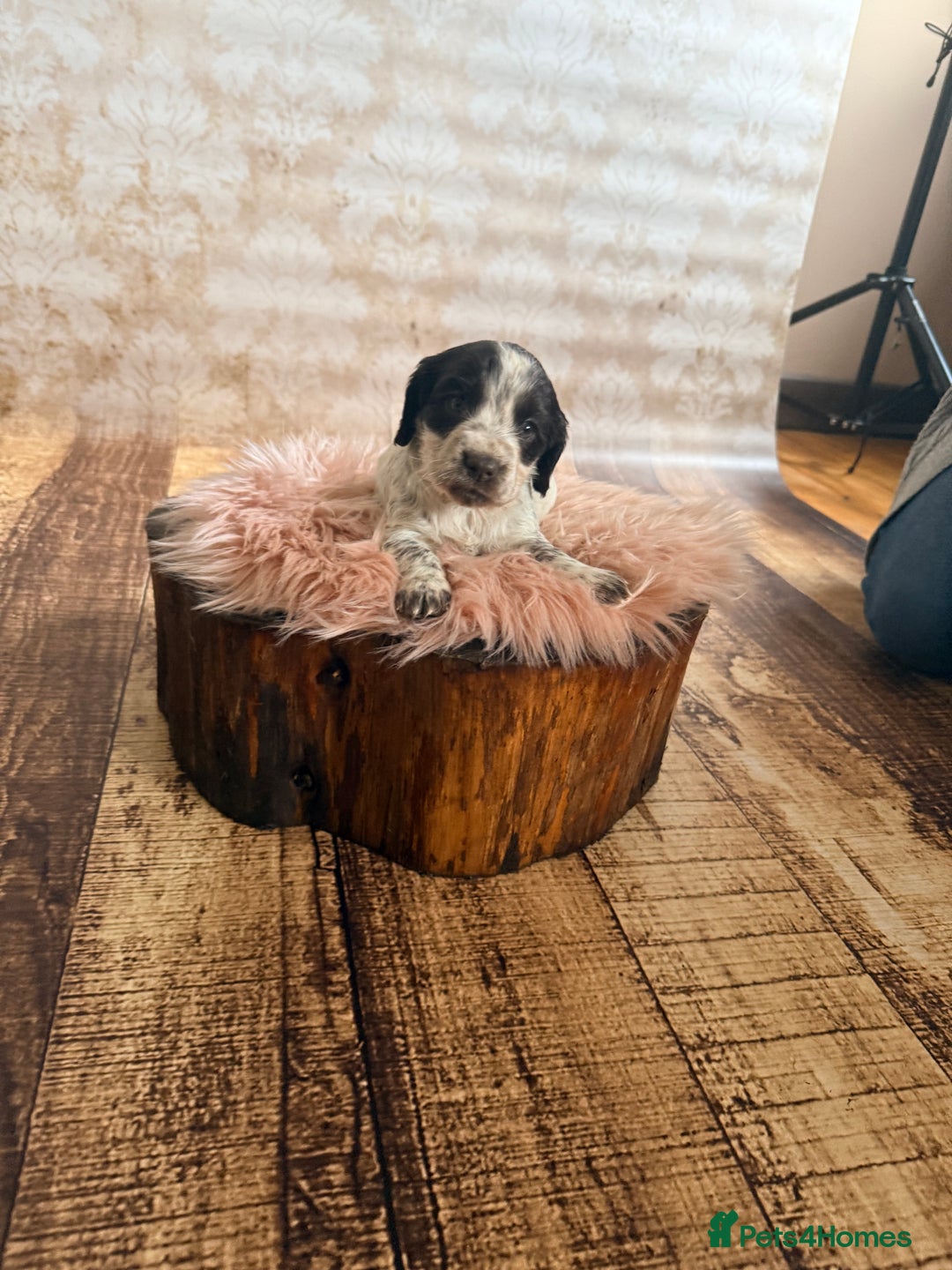 Cocker Spaniel dogs for sale: Stunning litter of cocker spaniel pups  - Advert 4