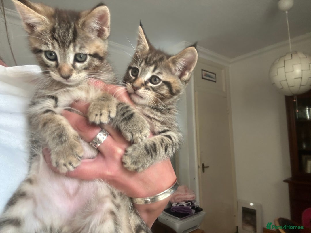 Maine Coon cats for sale: Beautiful tabby Maine Coon X kittens  - Image 17
