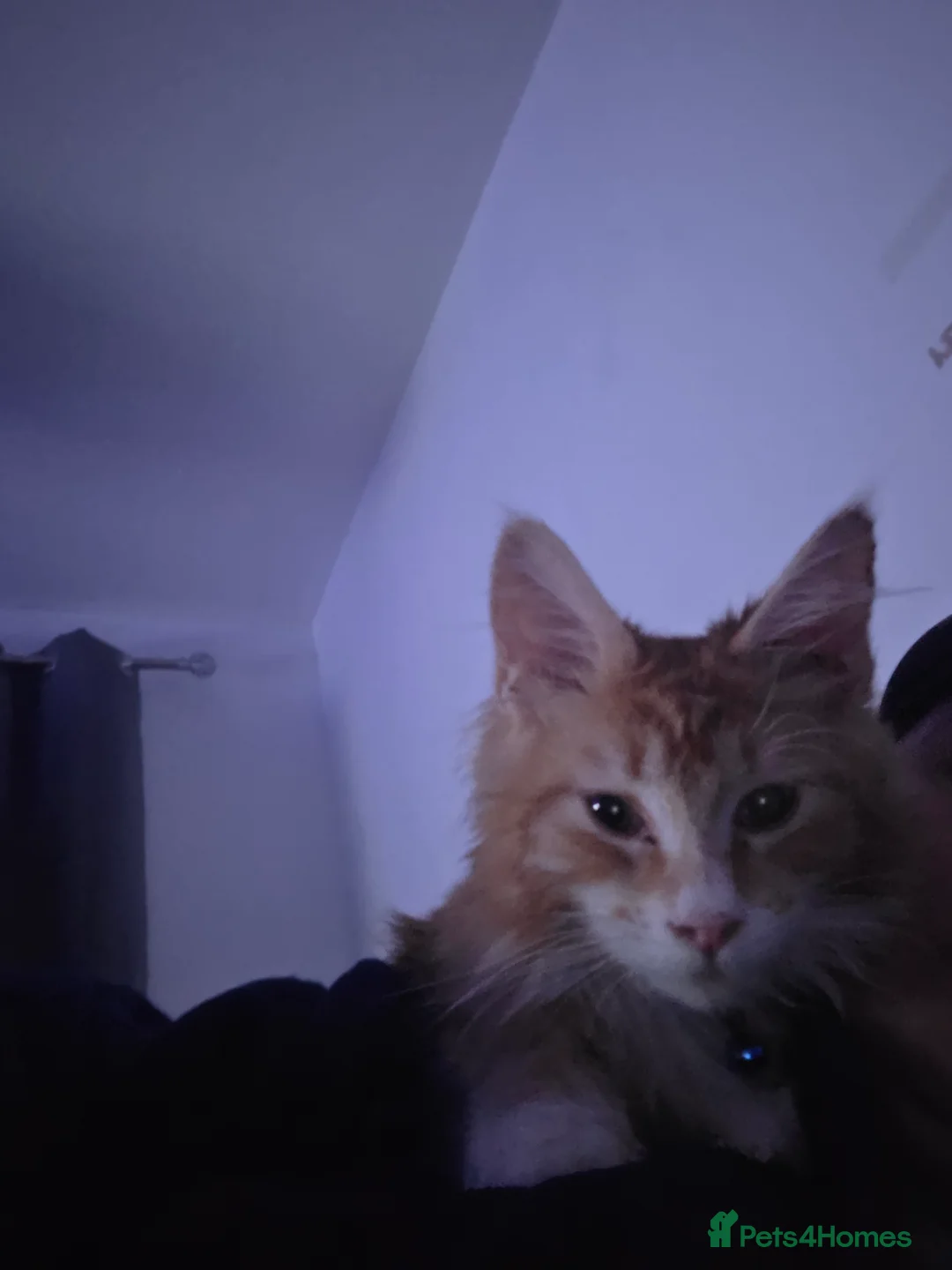 Maine Coon cats for sale: Beautiful only red maine coon - Advert 5