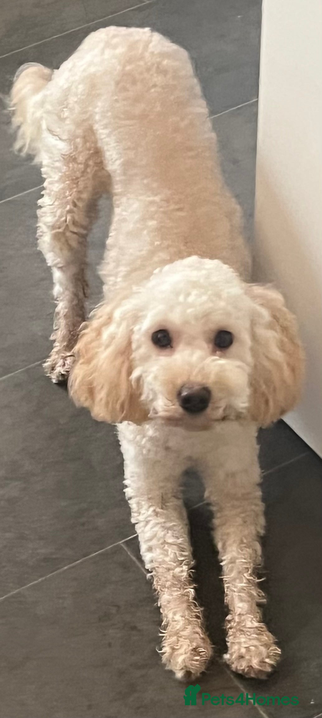 Cockapoo dogs Beautiful cockapoo female - Advert 6