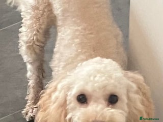 Cockapoo dogs Beautiful cockapoo female - Advert 2