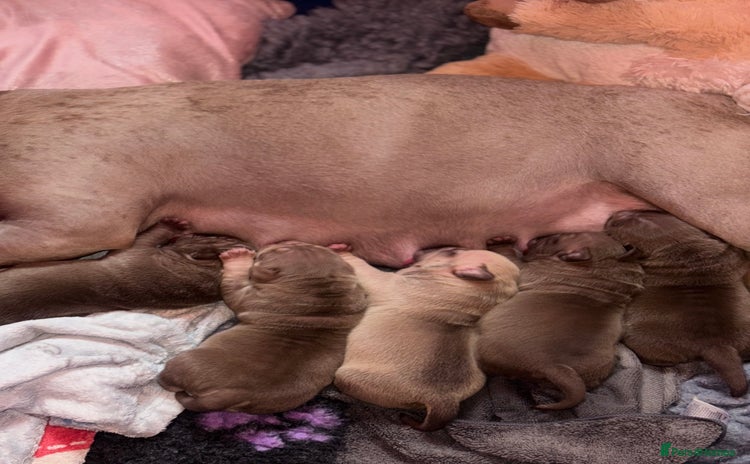 American Bully dogs - Advert 1