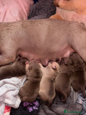 American Bully dogs - Advert 1