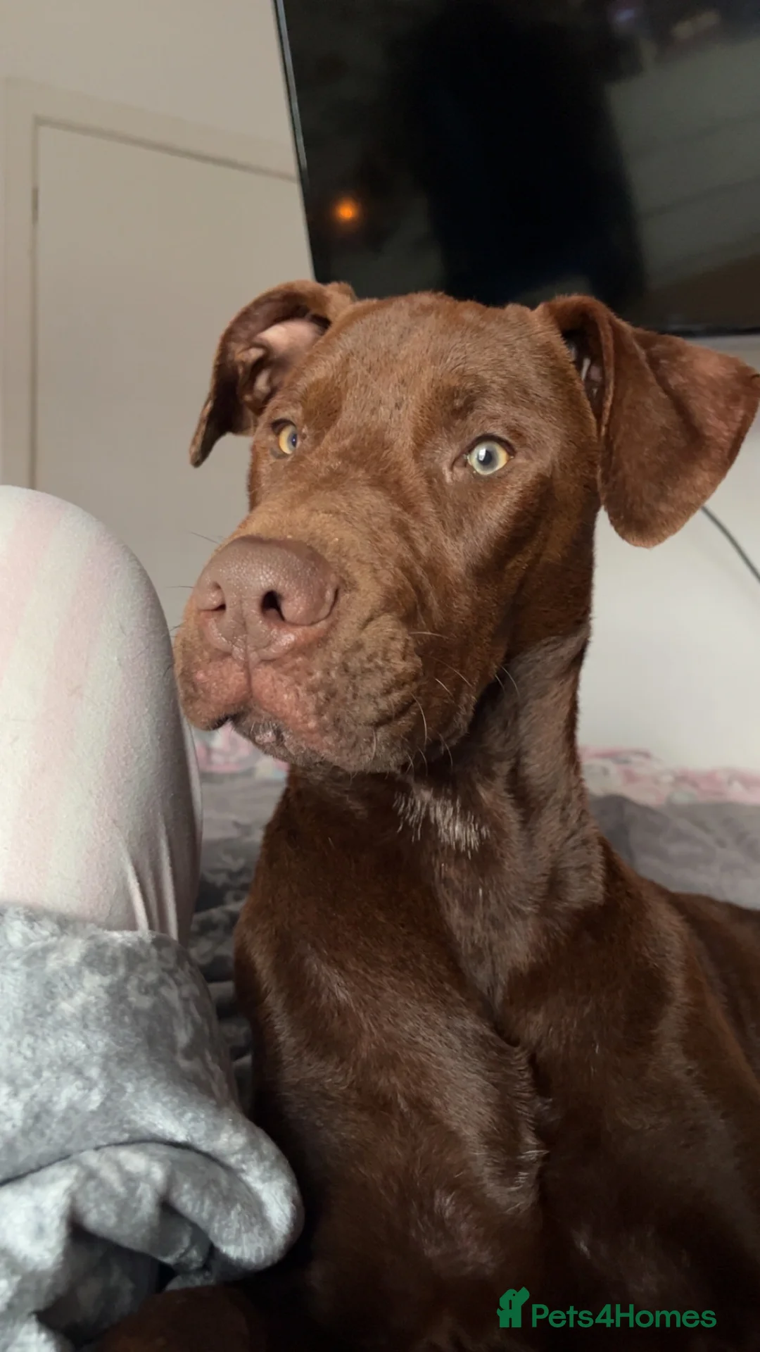 Mixed Breed dogs for sale: Presa x Doberman  - Advert 9