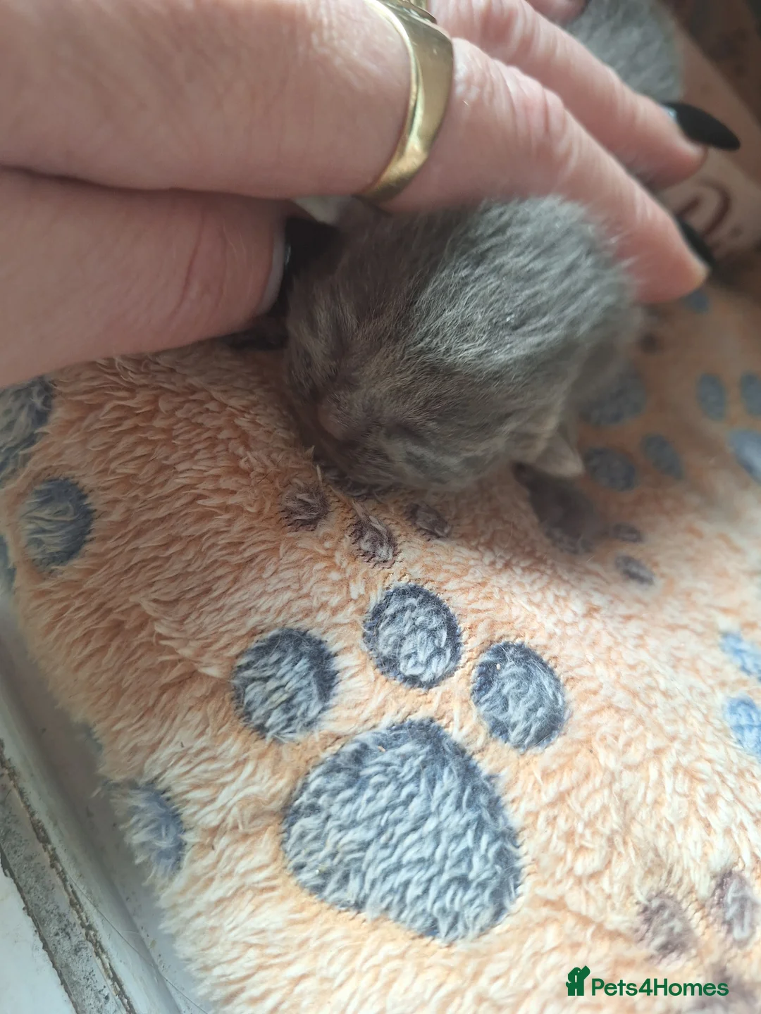 Scottish Fold cats for sale: Schotis fold  - Advert 2