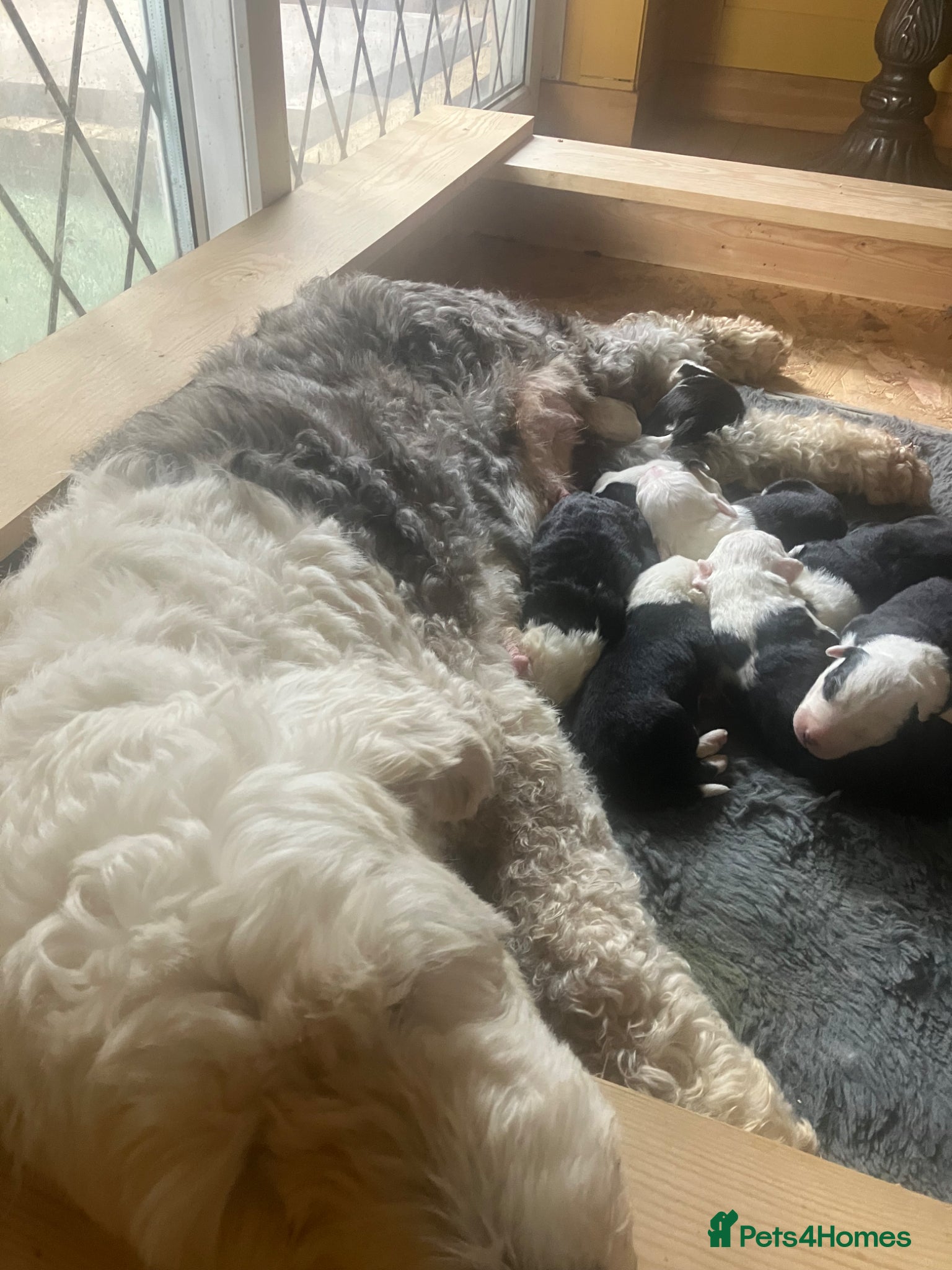 Old English Sheepdog dogs Kc Registered Old English Sheepdogs  - Advert 1