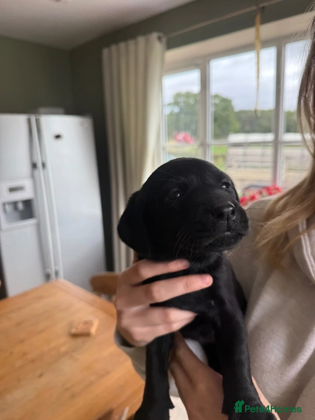 Labrador Retriever dogs for sale: Fantastic litter of working Labradors  - Advert 2