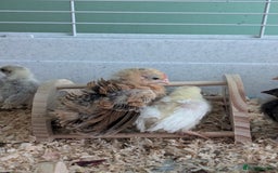 Chickens poultry for sale: Tiny Serama chicks (world's smallest chicken) - Image 7