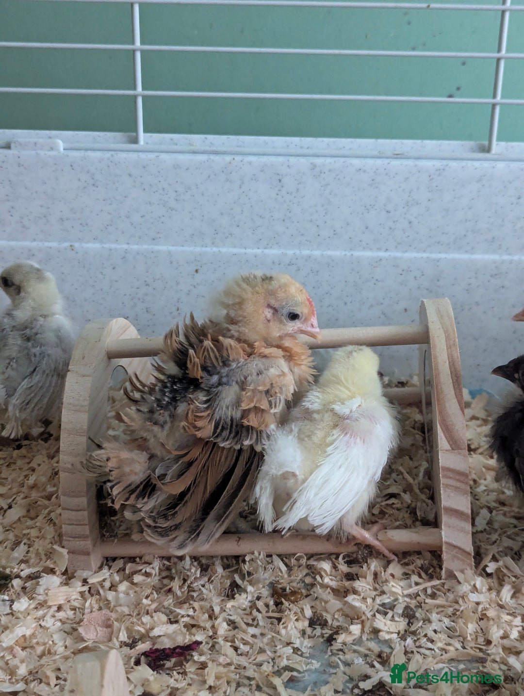 Chickens poultry for sale: Tiny Serama chicks (world's smallest chicken) - Image 7