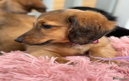 Miniature Dachshund dogs for sale: ⭐️ Miniature Long Haired Dachshund Pups ⭐  - Image 28