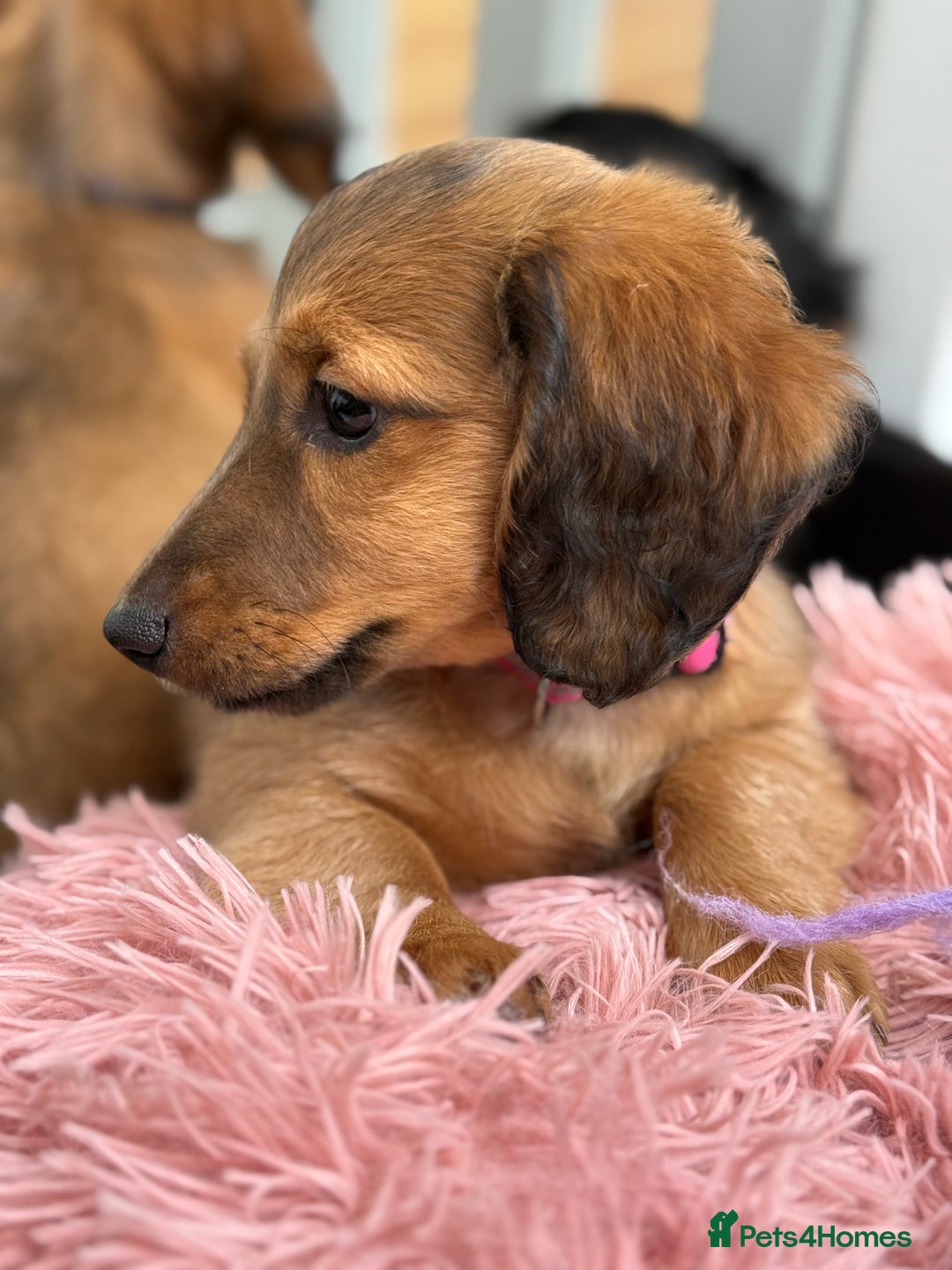 Miniature Dachshund dogs for sale: ⭐️ Miniature Long Haired Dachshund Pups ⭐  - Image 28