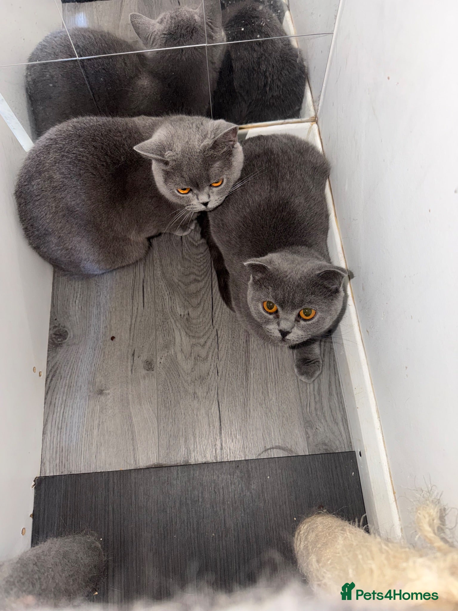 Scottish Fold cats For Breeding/Home 2 X Female Scottish fold and BSH - Advert 14