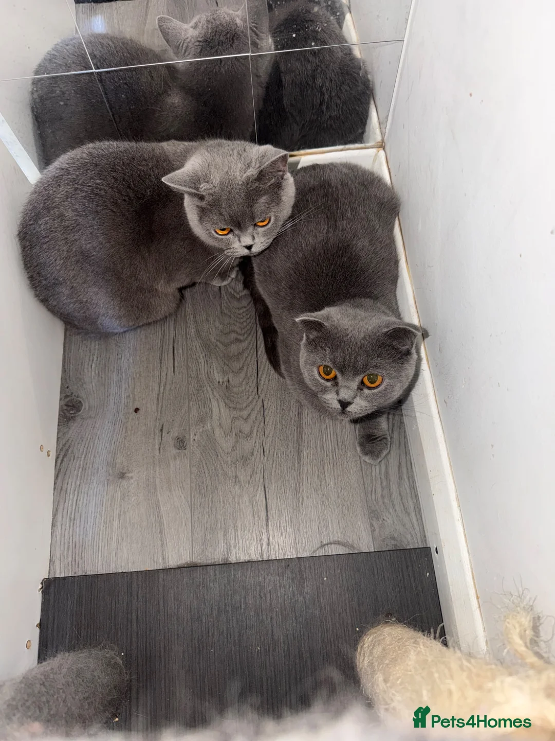 Scottish Fold cats for sale: 2 x Scotish fold and Scottish Straight Female  - Advert 2