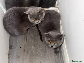 Scottish Fold cats 2 X British Shorthair and Scottish fold Female - Advert 1