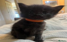 Norwegian Forest Cat cats for sale: kittens - Image 8