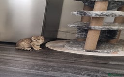 Scottish Fold cats for sale: Scottish fold 1 female left  - Image 1