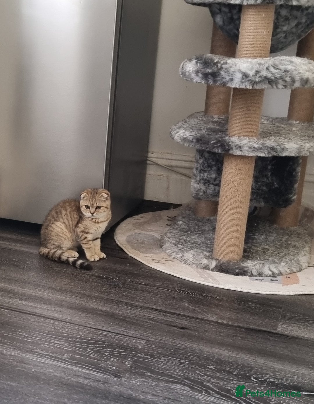 Scottish Fold cats for sale: Scottish fold 1 female left  - Image 1