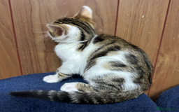 Bengal cats for sale: ​​Bengal X Ragdoll Mix Kittens - Ready to go! - Image 13