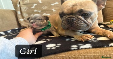 French Bulldog dogs - Advert 15