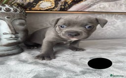 Staffordshire Bull Terrier dogs for sale: Chunky little staffy pups - Image 24