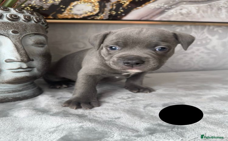 Staffordshire Bull Terrier dogs - Advert 1