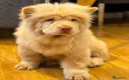 Chow Chow dogs for sale: 5 TOP QUALITY CHOWS 🦁🏡 (REDUCED) - Image 6