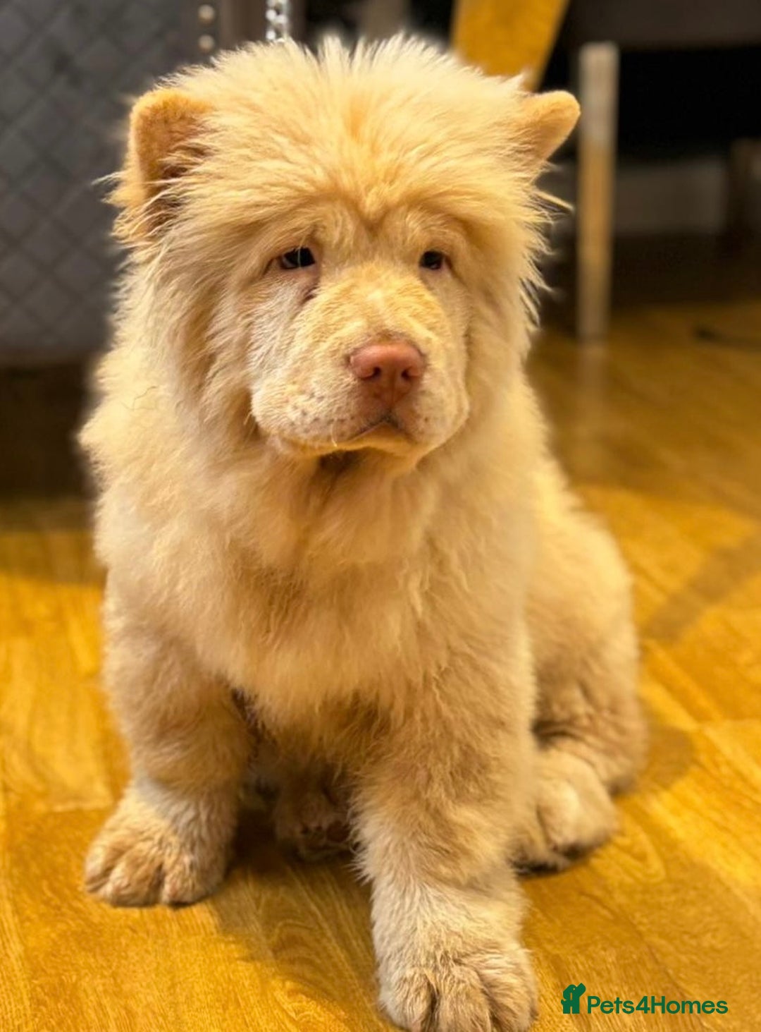 Chow Chow dogs for sale: 5 TOP QUALITY CHOWS 🦁🏡 (REDUCED) - Image 6
