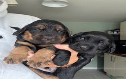 Sprocker dogs for sale: Last gorgeous Sprocker boy remaining  - Image 15