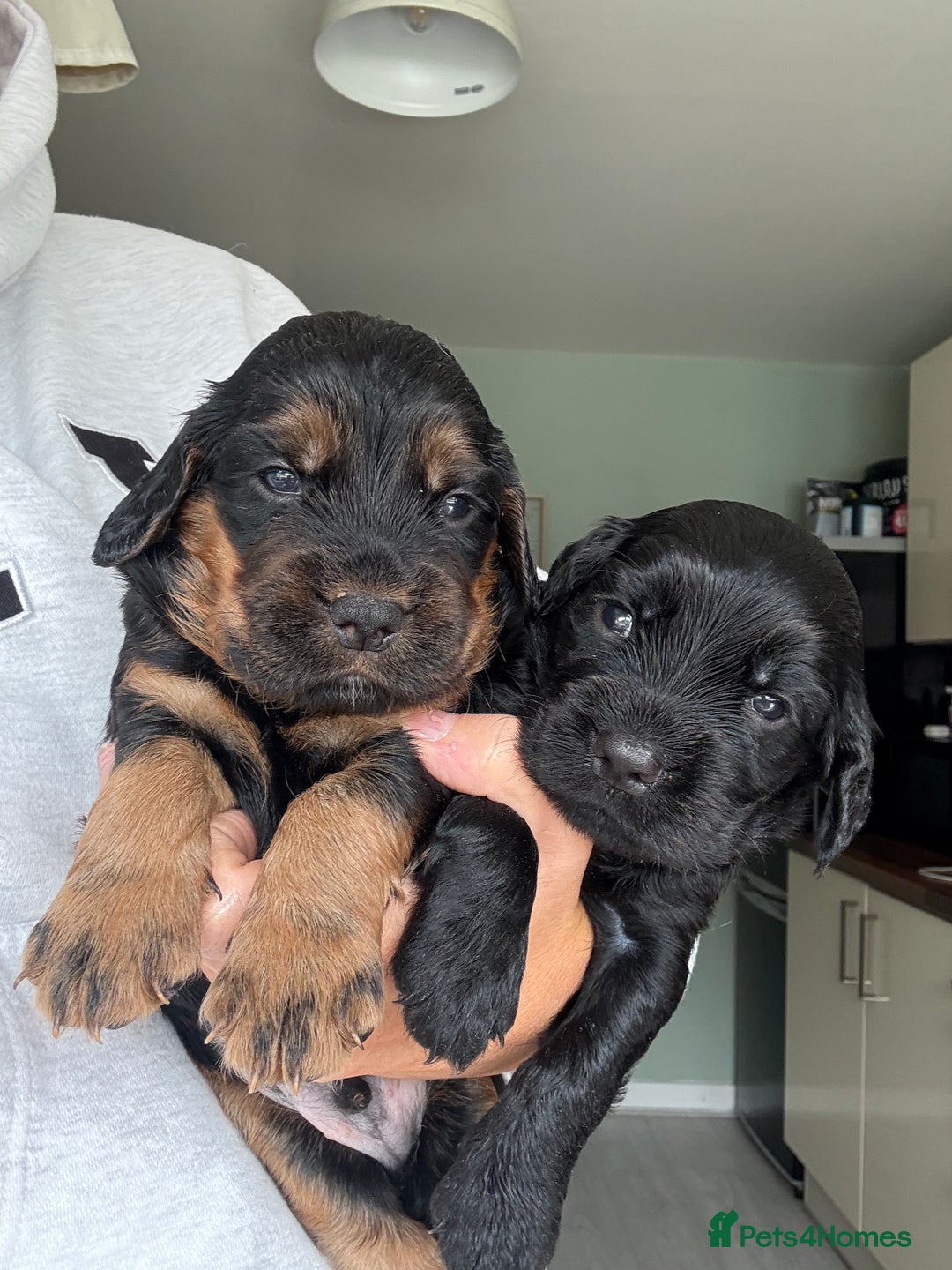 Sprocker dogs for sale: Last gorgeous Sprocker boy remaining  - Image 15