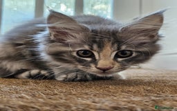 Maine Coon cats for sale: XL Maine Coon kittens - Image 4