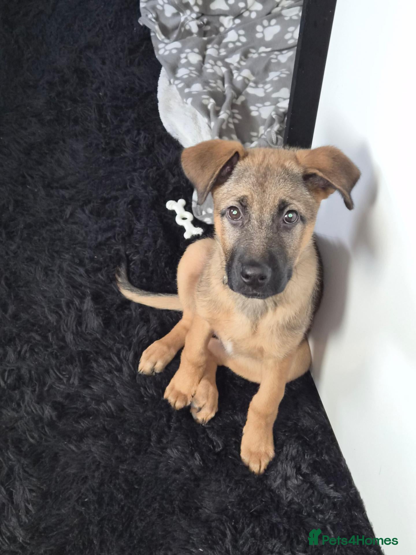 Mixed Breed dogs for sale: German shepherd x 1/4 rottweiler  - Advert 7