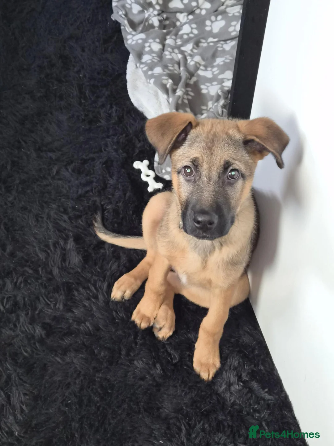 Mixed Breed dogs for sale: German shepherd x 1/4 rottweiler  in Wisbech - Advert 1