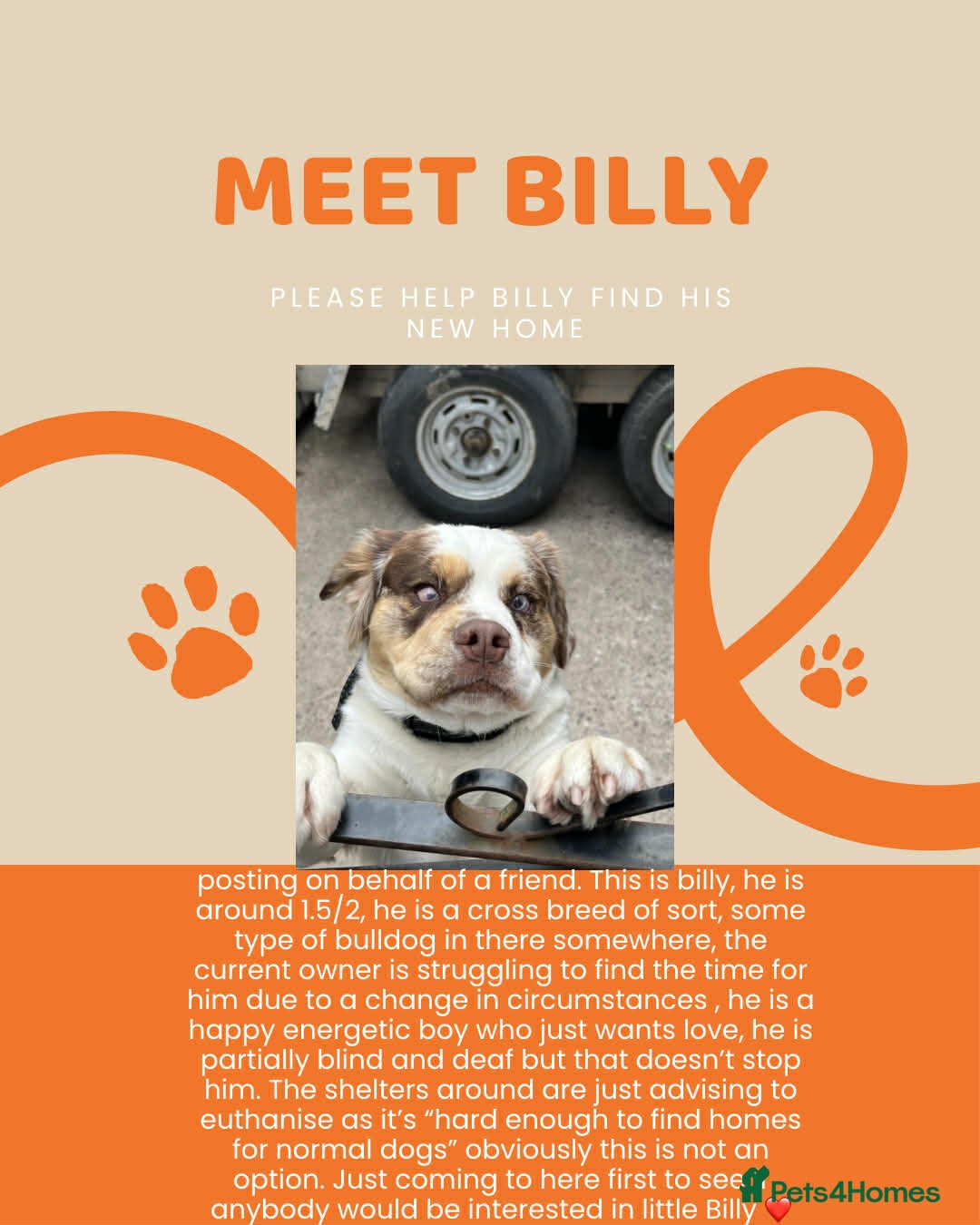 Mixed Breed dogs Billy - Advert 1