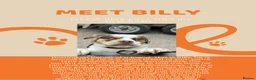 Mixed Breed dogs for sale: Billy - Advert 1