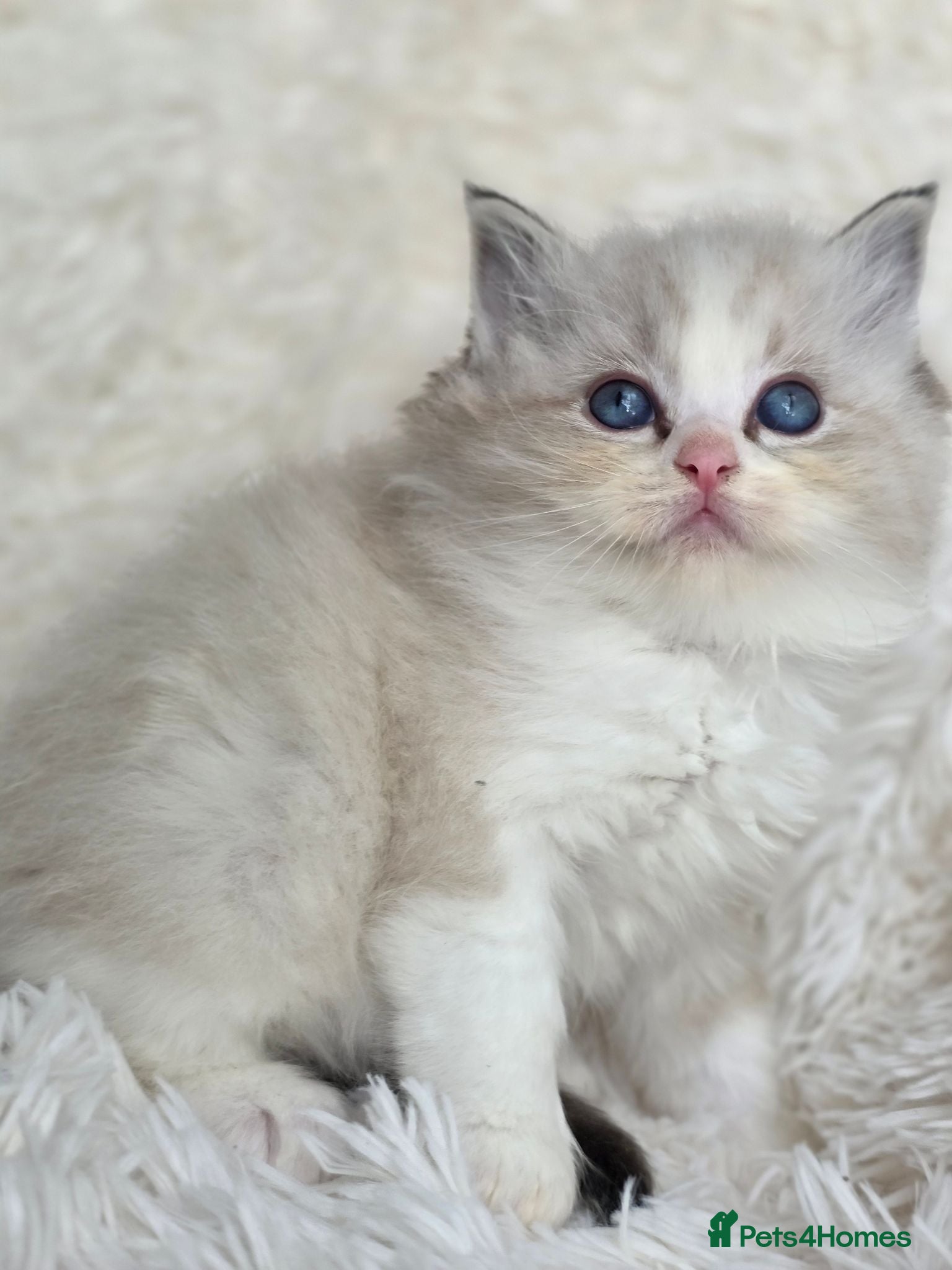 Ragdoll cats European babies. Champion🏆 lines. Tica registered - Advert 1