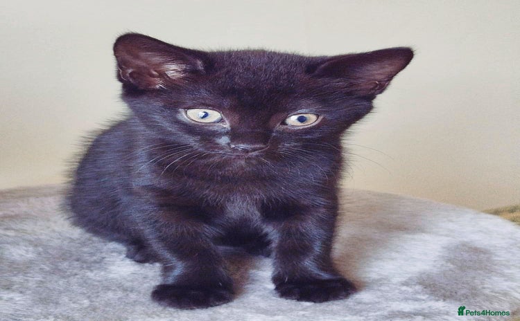Mixed Breed cats - Advert 1