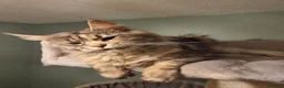 Maine Coon cats for sale: LAST TICA reg. female  - Advert 17