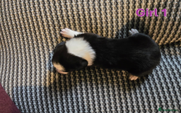 Sprollie dogs for sale: Sprollie Puppies - Image 16