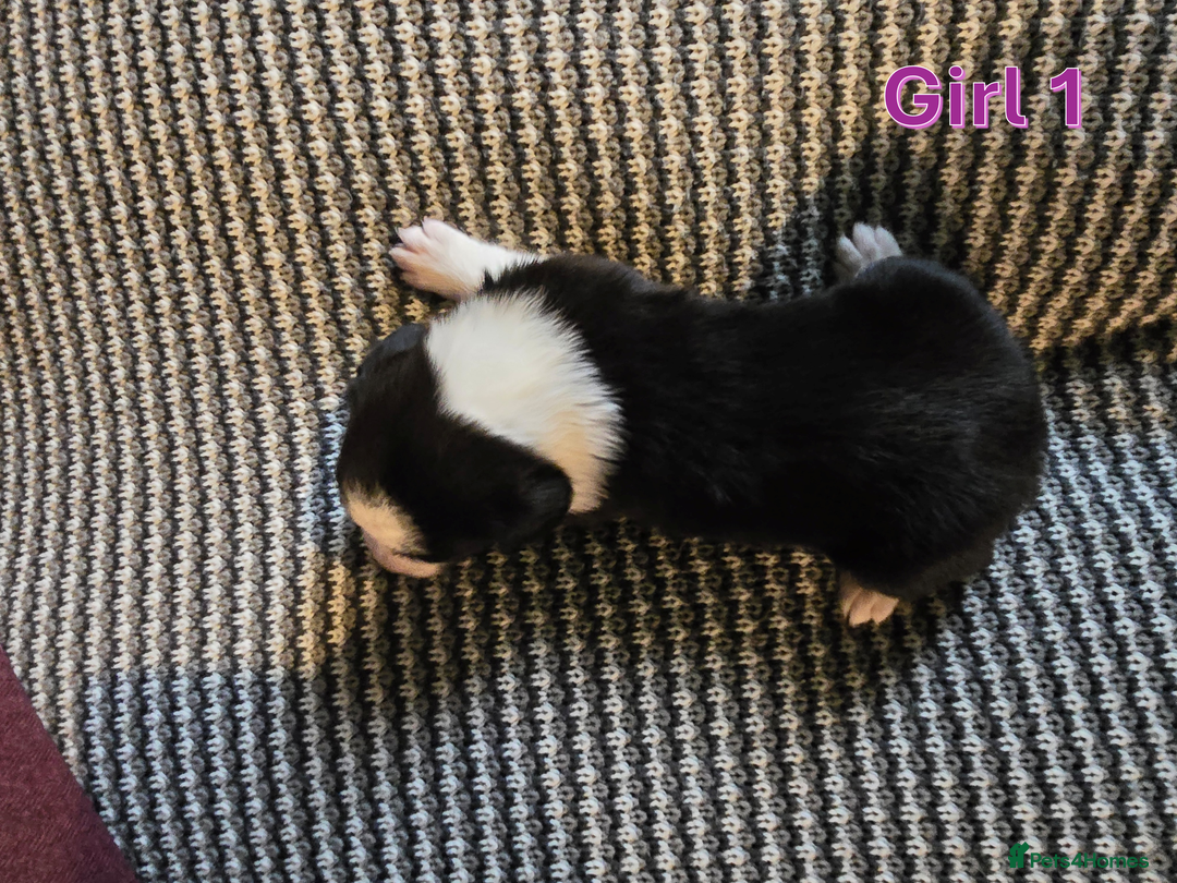 Sprollie dogs for sale: Sprollie Puppies - Image 16
