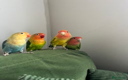 Lovebirds birds for sale: Lovebird pairs fishers & peach faced  - Image 9