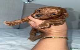 Toy Poodle dogs for sale: Toy poodles deep red. 2 - Image 9