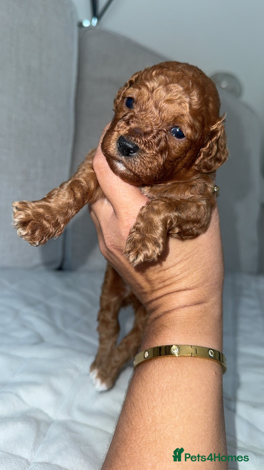 Toy Poodle dogs for sale: Toy poodles deep red. 2 - Image 9
