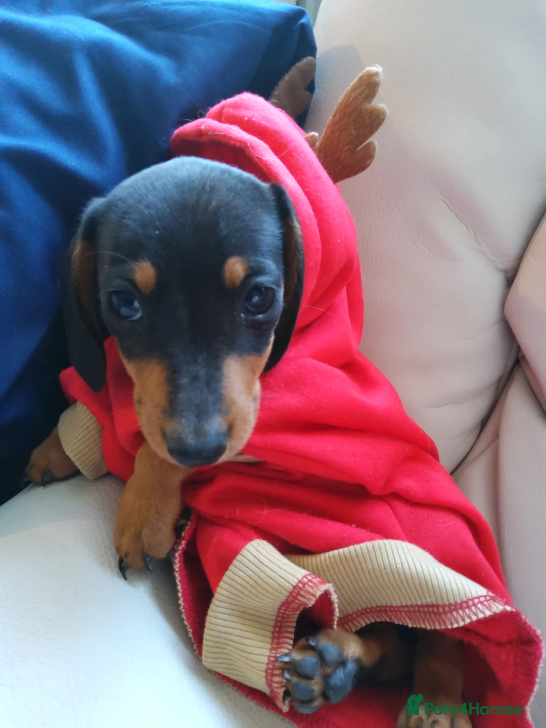 Miniature Dachshund dogs for sale:  boy dachshund Puppie ready to leave  - Advert 23