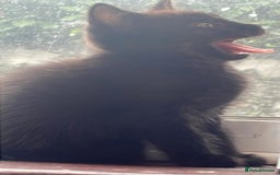 Mixed Breed cats for sale: 5 playful short haired black kittens - Image 4
