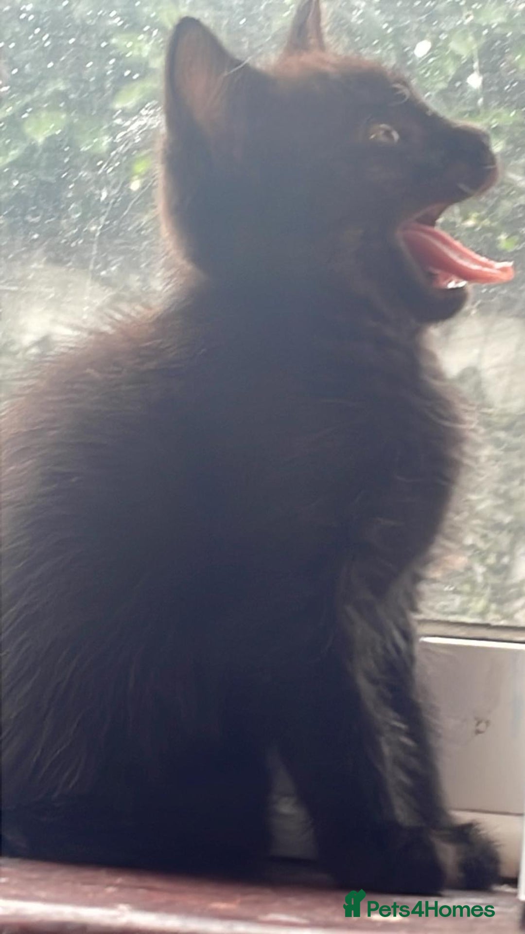 Mixed Breed cats for sale: 5 playful short haired black kittens - Image 4