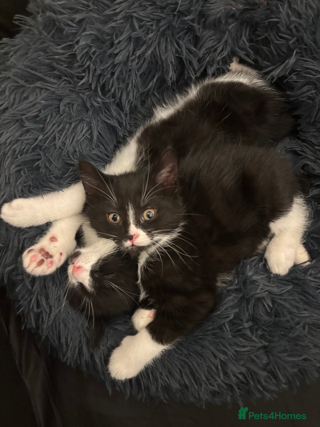 British Longhair cats for sale: British long hair boy cats - Image 15